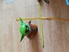 babyyoda.jpg