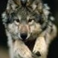 wolff