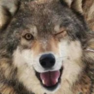 wolfwalker