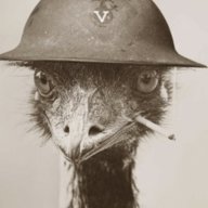 Stevetheemu