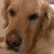 dibbydoda