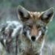coyote