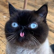 ineedacatscan
