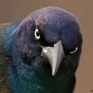 Grackle