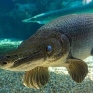 BlueGarFish