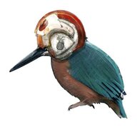 Kingfishers