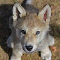 Wolves33
