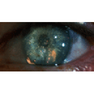 The Replicant