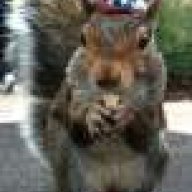 Squirrel