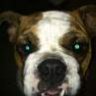 Bigbullyx