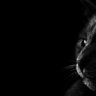 mistercatdaddy