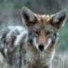 coyote