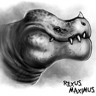 Rexusmaximus