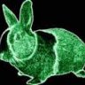 neonrabbit