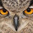 UnspokenOwl