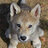 Wolves33