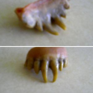 Reggie Nalder's Barlow teeth from Jack Young makeup man for Salem's Lot 1979