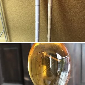 Hammond Cane