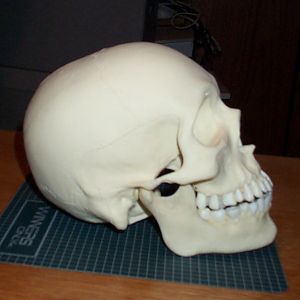 human size skull side