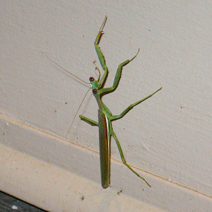 Mantis