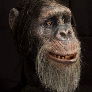 Chimpanzee