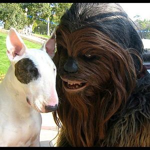 A Wookiees Best Friend