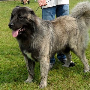 Mouse, my Caucasian Mountain Dog. 130 pounds here, now 150. He cam with cropped ears unlike the book's floppy ears.