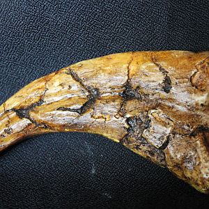 fossil claw