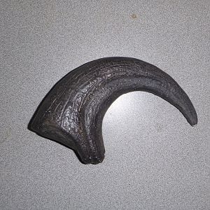 Raptor Claw