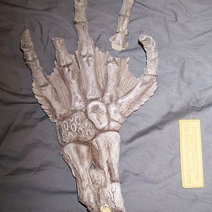 creaturehand