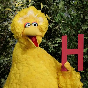 bigbird