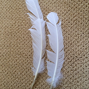 feather prototype
