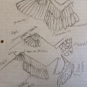 feather layout (use dowels to connect to 'bones' (PVC pipe))