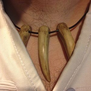 Bear claw necklace. Polymer clay