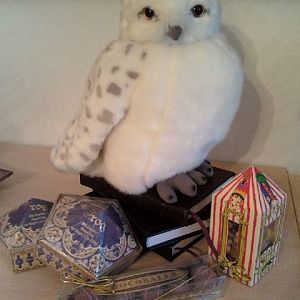 Hedwig with some Honeydukes candy