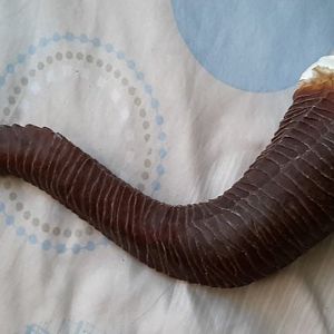 One of the horns first pulled from the mould. I later had to go in with paint to darken the horns slightly.