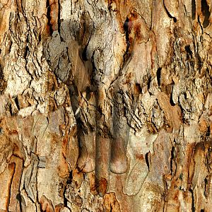 Eucalyptus Bark