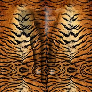 Tiger Fur