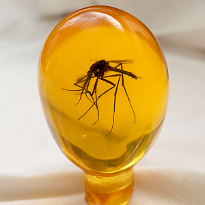 Mosquito egg from John Hammond's cane in  Jurassic Park.