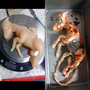 Deer fetus prop