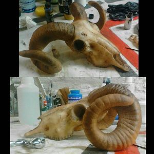Ram skull prop