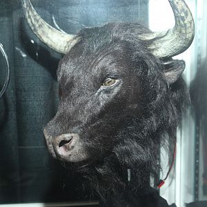 Chronicles of Narnia - Minotaur head