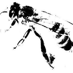 Picture of a honey bee