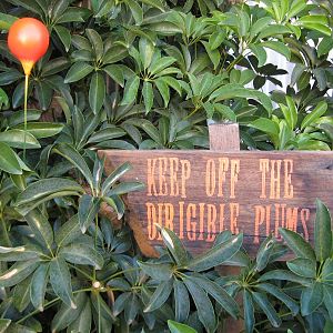 Finished dirigible plum in my garden with the obligatory sign
"keep off the Dirigible Plums"