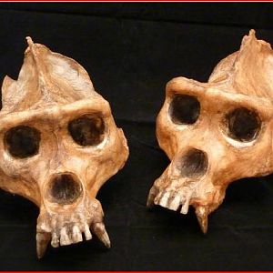 gorillaskulls