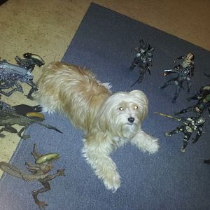 Aliens vs Puppy vs Predator