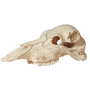 Shoulder mount skull