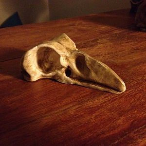 Bird skull