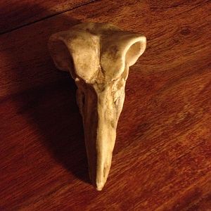 Bird skull