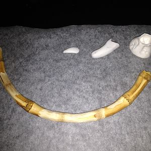 Facehugger limb